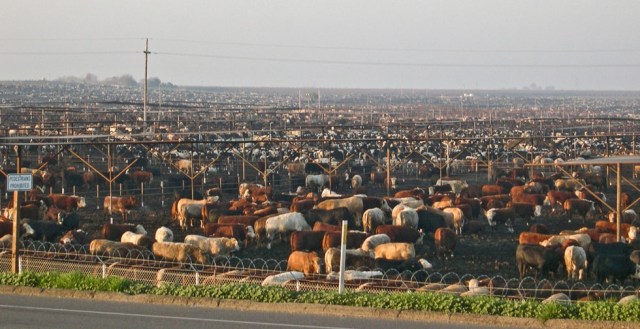 feedlot2_300_1-1